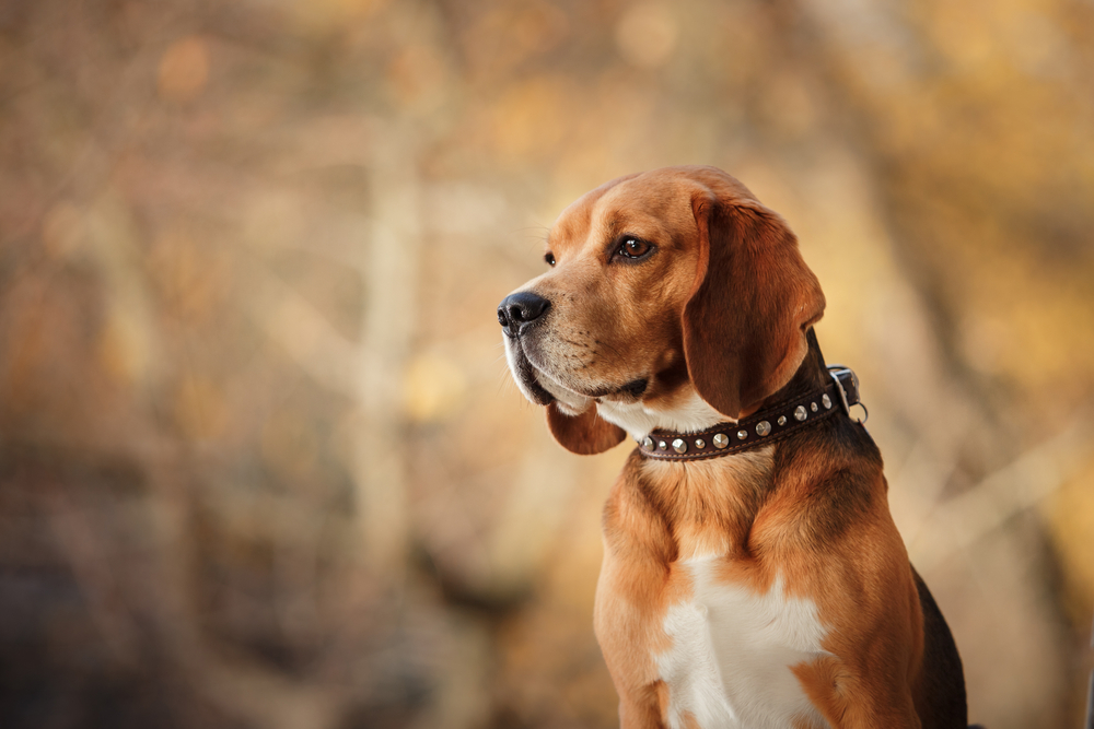 Best Hunting Dog Names Perfect For Your Tough Pup, Good Badass For Male or Female hunting breeds, such as the beagle