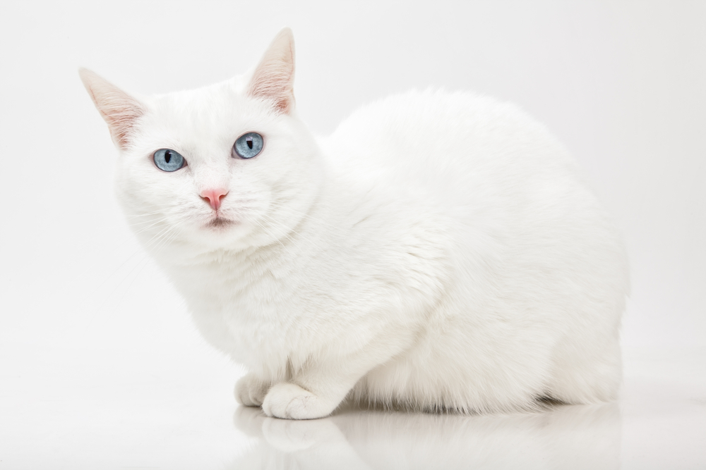 Wonderful Names For White Cats And Kittens, Cute and Unique Names for White Kitty