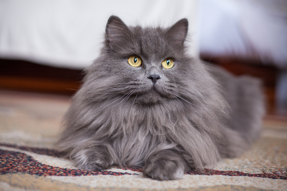 Glorious Grey Cat Names Perfect For Your Silver Kitty, Grey Kitten name ideas for male and female cats