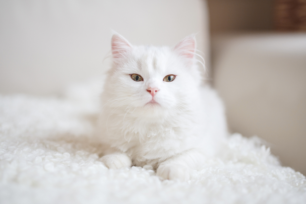 facts about white cats