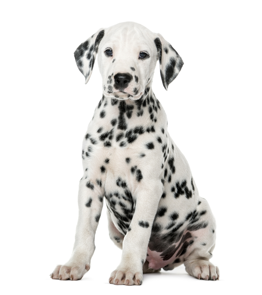 Best Black And White Dog Names For Your Two Tone Pup, Dalmatian